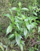 Andrographis paniculata 